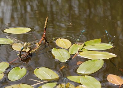 female Emperor Dragonfly ovipositing alongside Damselflies