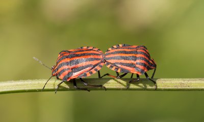 mating Stink Bugs