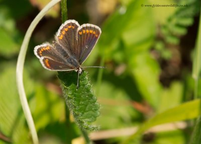 brownArgus_260610d.jpg