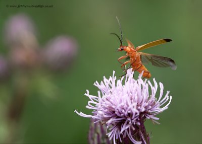 Soldier Beetle