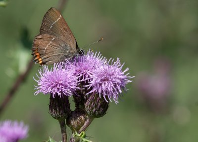 White Letter Hairstreak