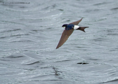 House Martin