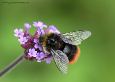 Red-tailed Bumblebee
