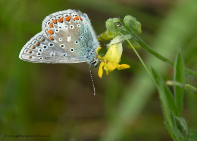 Common Blue