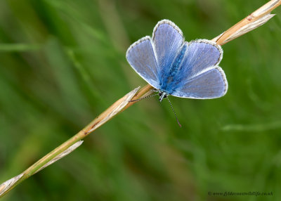 Common Blue