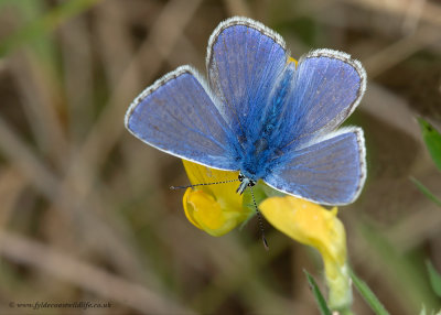 Common Blue