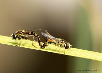 mating Hoverflies