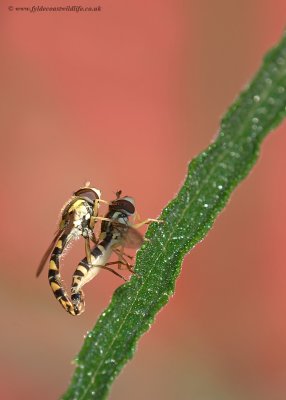 mating Hoverflies