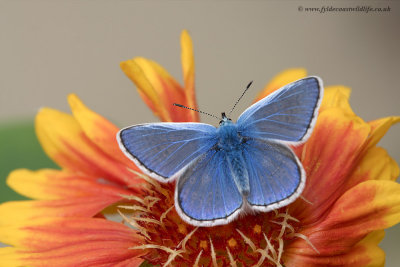 Common Blue