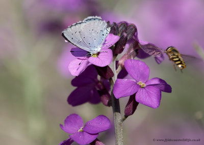 Holly Blue