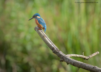 Common Kingfisher