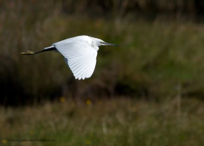 Little Egret