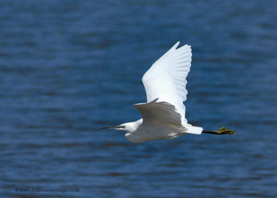 Little Egret