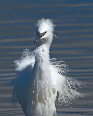 Little Egret