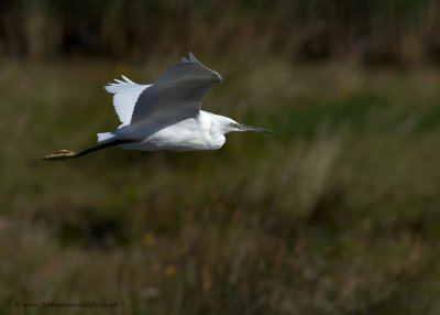 Little Egret