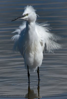 Little Egret