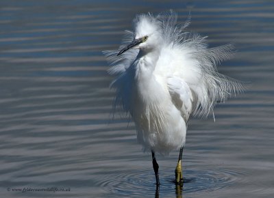 Little Egret