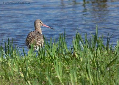 Black-tailed Godwit