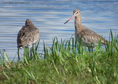 Black-tailed Godwit