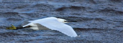 Little Egret