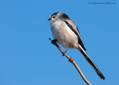 Long-tailed Tit