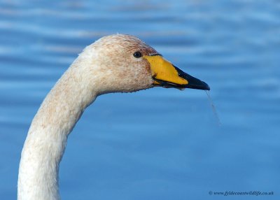 Whooper Swan