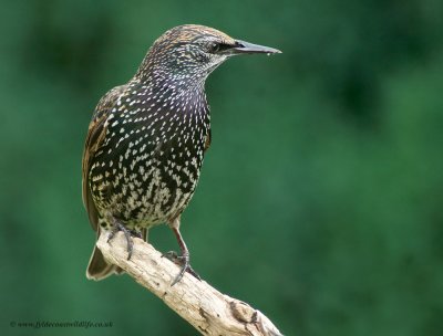 Starling