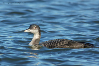 Great Northern Diver