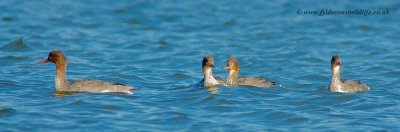 The Management - Red-breasted Mergansers