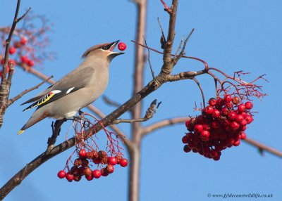 Waxwing