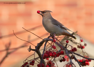 Waxwing