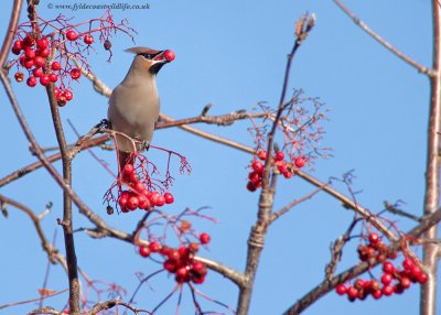 Waxwing