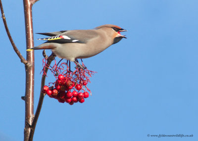 Waxwing