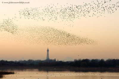 Starling roost