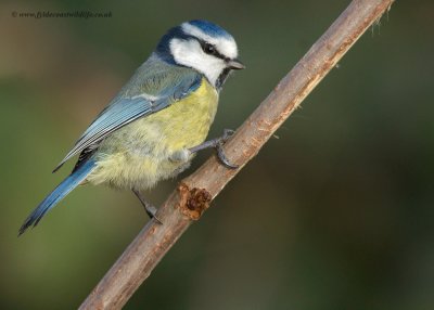 Blue Tit