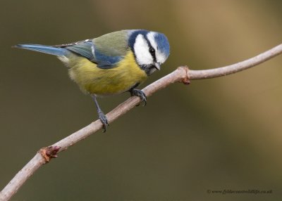 Blue Tit