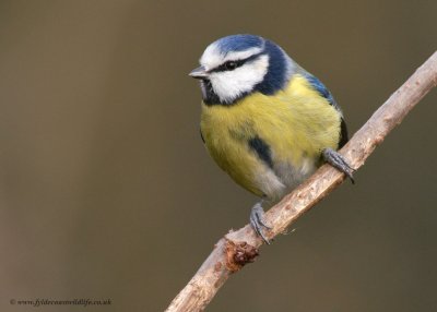 Blue Tit