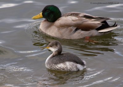 Red-necked Grebe (alongside a drake mallard for size comparison)