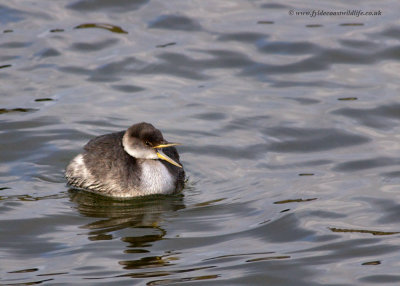 Red-necked Grebe