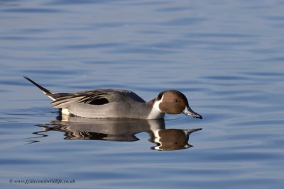 Pintail