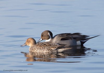 Pintail