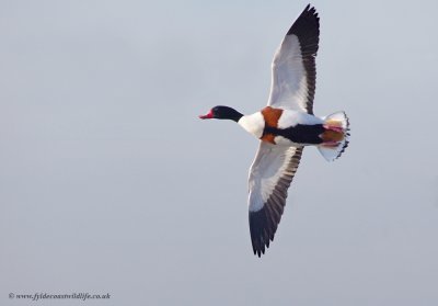 Shelduck