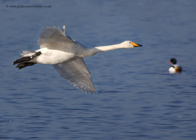 Whooper Swan