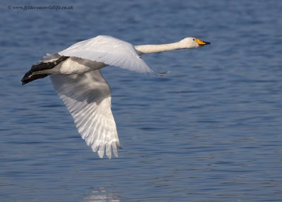 Whooper Swan