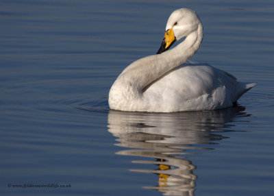 Whooper Swan