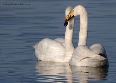 Whooper Swan