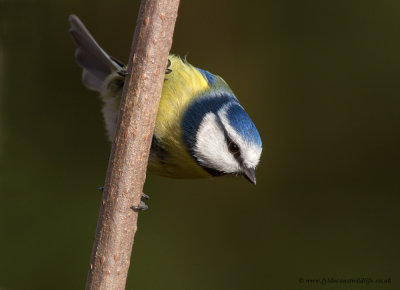 Blue Tit