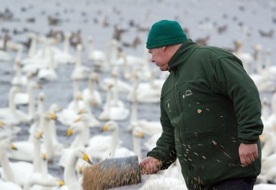 Whooper Swans