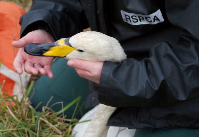 Whooper Swan