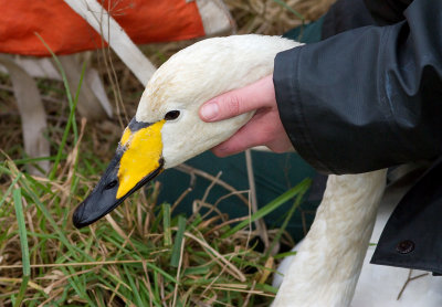 Whooper Swan